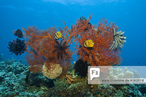 Korallenriff  Indonesien.