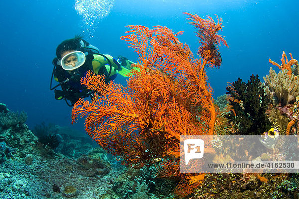 Diver and a Gorgonia  Scleraxonia.
