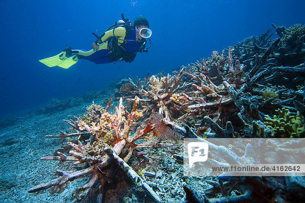 Coral reef protective program on Indonesia in the navy Nationwide park Bunaken. New coral reefs should originate by specially designed artificial concrete stones. North-Sulawesi  Indonesia.