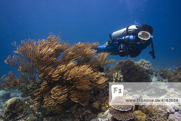 A diver swims in the underwater national park of Bunaken  Sulawesi  Indonesia.