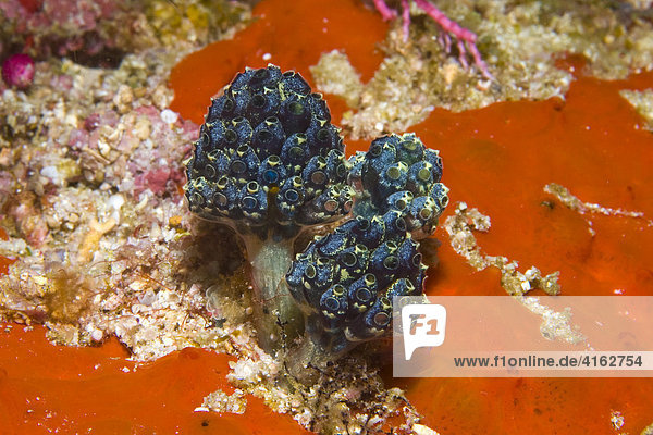 Pilz-Seescheide (Oxycorynia fascicularis) auf einem roten Schwamm (Porifera)  Indonesien  Asien