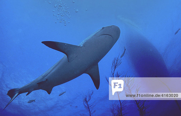 Caribbean Reef Shark (Carcharhinus perezi) swimming underneath a boat  Caribbean  Americas