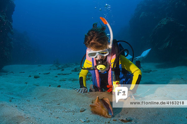 Young female scuba diver who's found a seashell  conch shell  Roatan  Honduras  Caribbean