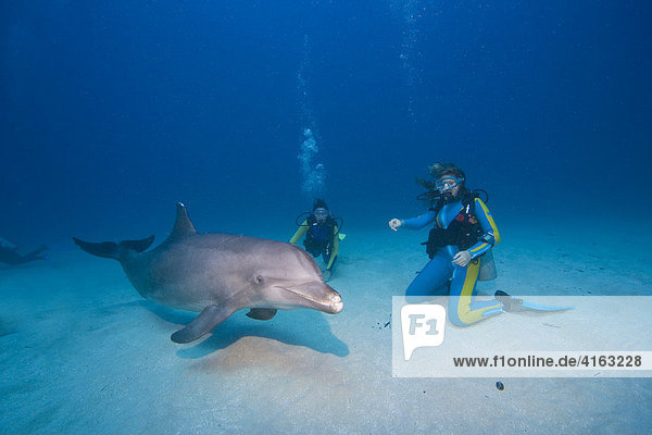Touristenattraktion mit Delphin  Taucher und gezähmter Delphin  Großer Tümmler (Tursiops truncatus) auf dem Meeresboden  Roatan  Honduras  Karibik