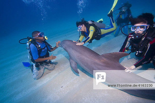 Tame Bottlenose Dolphin (Tursiops truncatus) and scuba divers on the ocean floor  tourist attraction  Roatan  Honduras  Caribbean