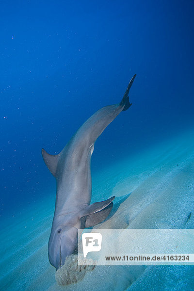 Delphin  Großer Tümmler (Tursiops truncatus)  sucht im Sand nach verborgenen Fischen  Roatan  Honduras  Karibik