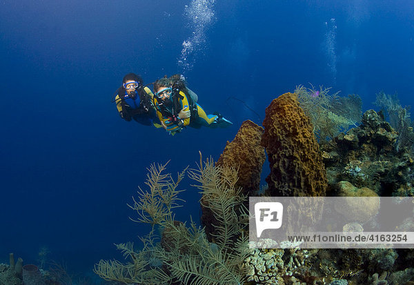 Two scuba divers swimming past a coral reef observing a sea sponge  Caribbean  Roatan  Honduras  Central America