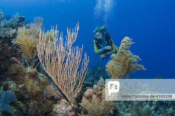 Scuba divers diving over a coral reef overgrown with gorgonians or sea fans  Caribbean  Roatan  Honduras  Central America