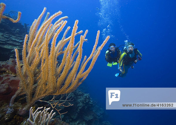 Two scuba divers swimming behind a sea fan on a coral reef  Roatan  Honduras  the Caribbean  Central America