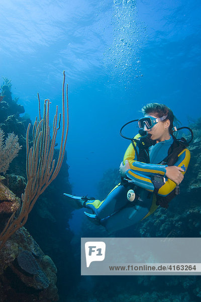 Scuba diver swimming behind a sea fan on a coral reef  Roatan  Honduras  the Caribbean  Central America