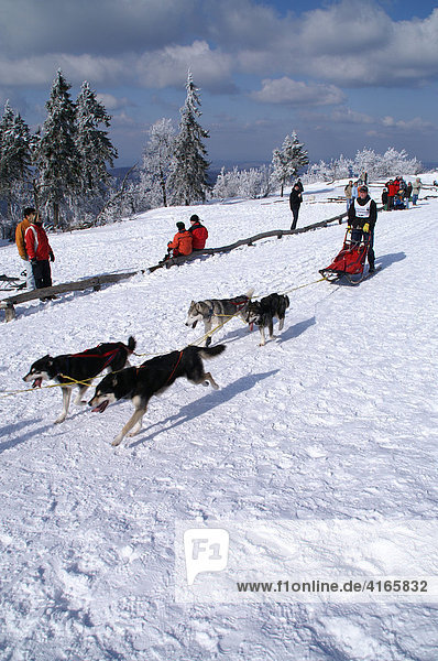 Hundeschlittenrennen mit Huskies  Taunus  Hessen  Deutschland