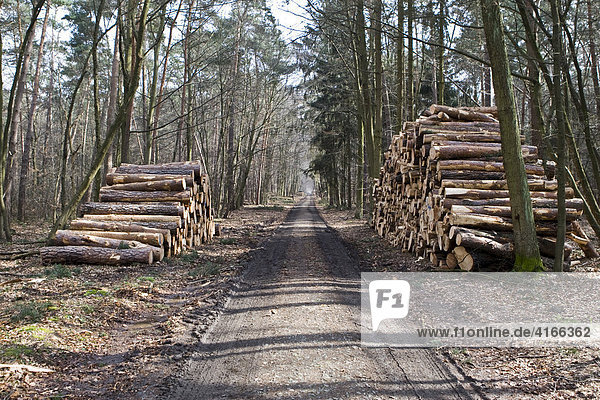 Sturmschäden in Deutschland  Holz das durch Windschlag gefällt wurde und im Wald gestapelt wurde  Hessen  Deutschland