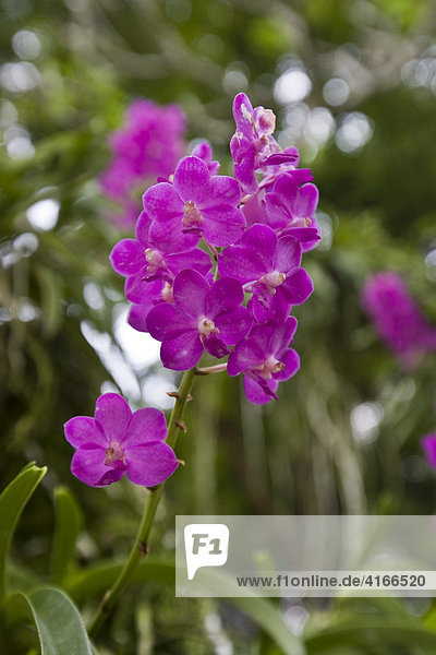 Orchidee (Orchidaceae) im Botanischen Garten  National Orchard Garden  Orchideengarten in Singapur  Südostasien