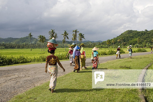 Bunt gekleidete Frauen tragen Reis auf Ihrem Kopf  hinten die Reisfelder  bei Biraq  Insel Lombok  Kleine-Sunda-Inseln  Indonesien