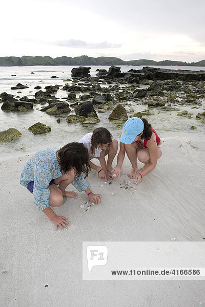 Children searching for seashells and coral along a deserted beach  Lombok Island  Lesser Sunda Islands  Indonesia