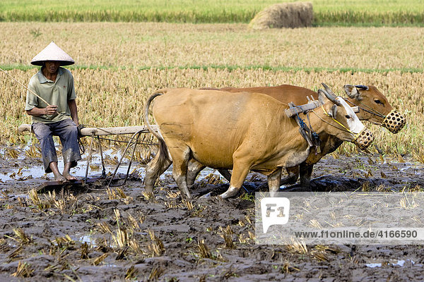 Farmer plowing his rice field with water buffaloes  Lombok Island  Lesser Sunda Islands  Indonesia
