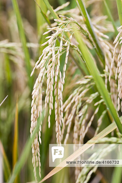 Reispflanze mit Reis  Insel Lombok  Insel Lombok  Kleine Sunda-Inseln  Indonesien  Asien