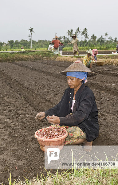 Old woman harvesting small onions from a field  Lombok Island  Lesser Sunda Islands  Indonesia  Asia
