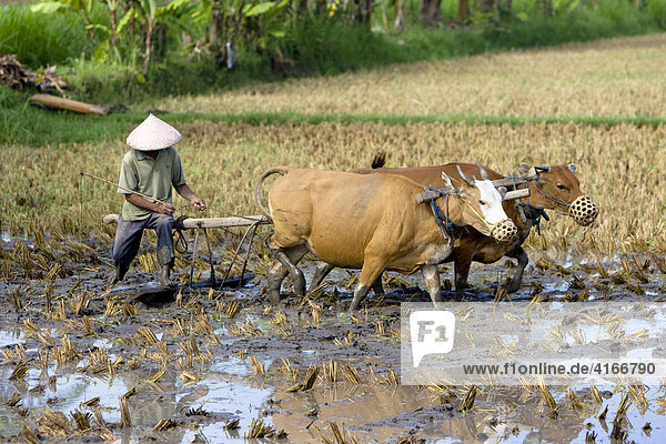Rice farmer tilling his paddy with two oxen  Lombok Island  Lesser Sunda Islands  Indonesia  Asia