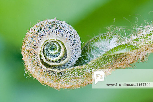 Spiralförmige Sprösslinge der Hirschzunge  Hirschzungenfarn (Asplenium scolopendrium)  Farn  Heilpflanze  im Frühling