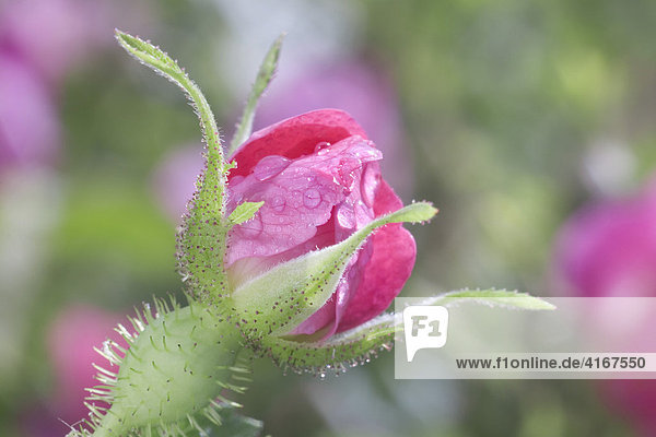 Knospe der Weinrose  Wein-Rose  Zaun-Rose (Rosa rubiginosa  Rosa eglanteria)  Wildrosenart  Taubertal  Deutschland