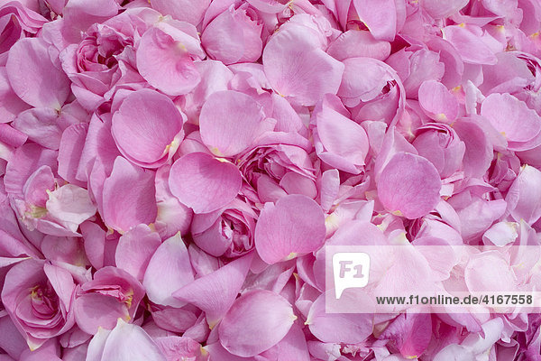 Zur Heilmittelherstellung gesammelte Blüten der Zentifolie  Provence-Rose (Rosa centifolia)  Wildrosenart  Taubertal  Deutschland