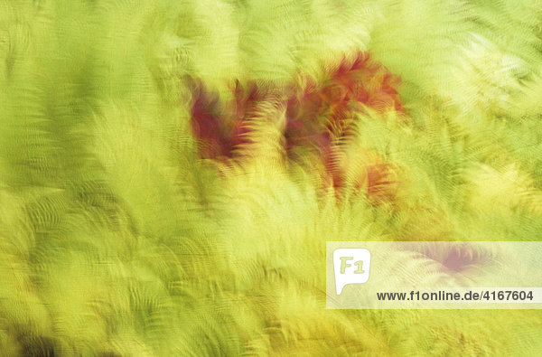Rot gefärbte Blätter des Zuckerahorns (Acer saccharum) inmitten von grünem Farn  der vom Wind bewegt wird  während des Indian Summers  Nationalpark  Québec  Kanada