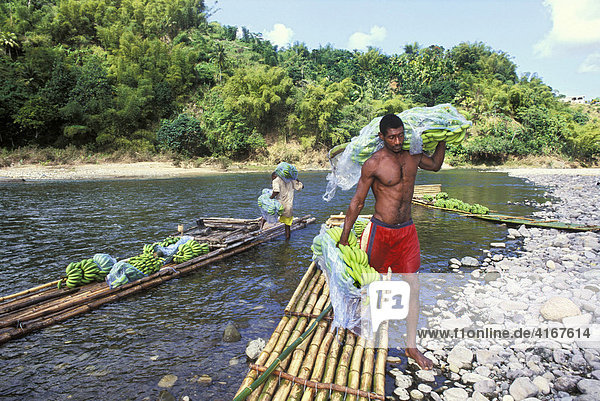 Frisch geerntete Bananen werden auf Bambus Flößen auf dem Rio Grande River transportiert  Jamaika  Karibik
