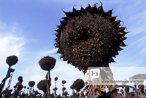 Verblühter und vertrockneter Kopf einer Sonnenblume (Helianthus annuus) mit Kernen