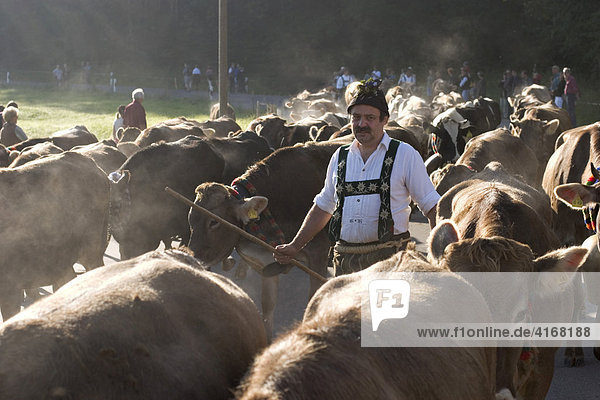 Cattle drive Viehscheid in Oberstaufen Allgäu Germany