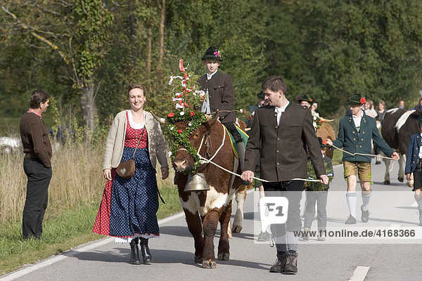 Oxen ride in Bichl - Upper Bavaria Germany