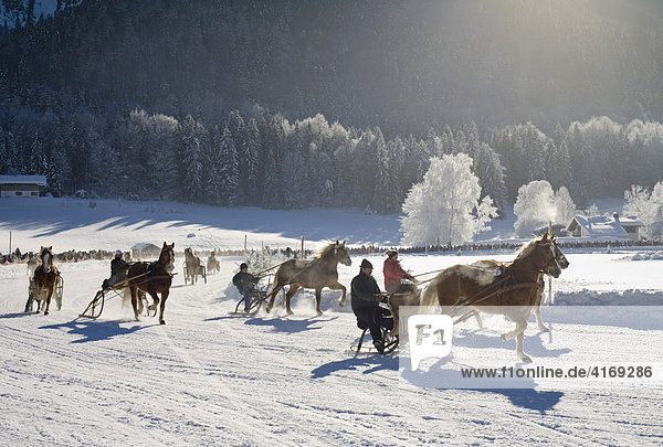 Horse drawn sleigh racing in Rottach-Egern Upper Bavaria Germany