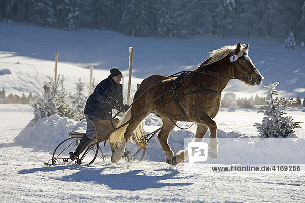 Horse drawn sleigh racing in Rottach-Egern Upper Bavaria Germany