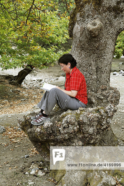Woman reading a book at trunk of sycamore tree (Platanus x acerifolia)  Ida Mountains  Central Crete  Greece