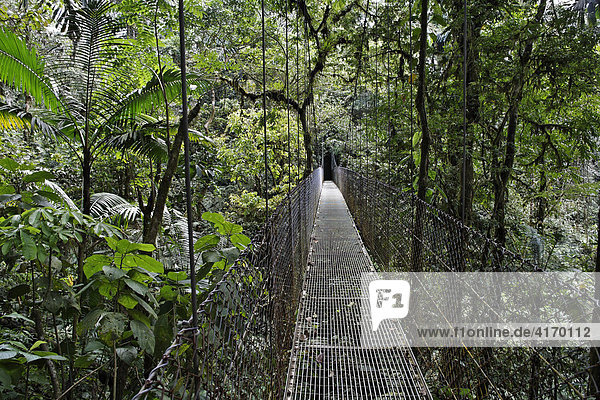 Rainforest  Arenal Hanging Bridges  Costa Rica