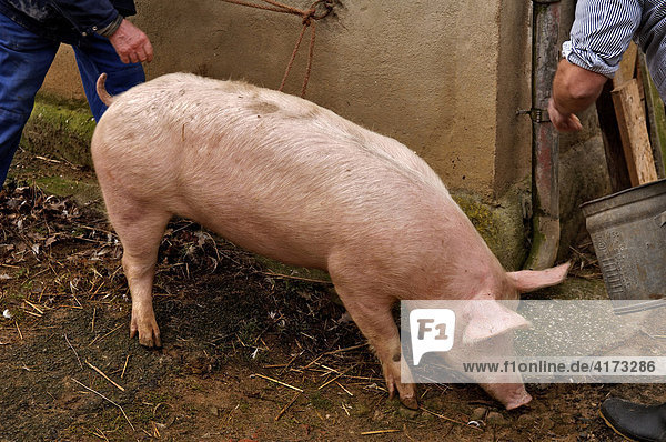 Schwein Wird Geschlachtet Schwein Wird Geschlachtet