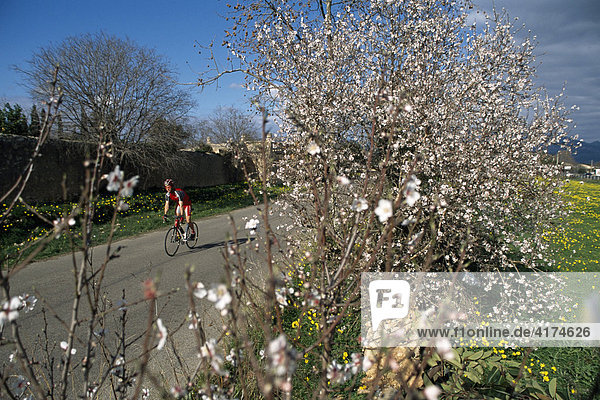 Radfahrer im Frühling