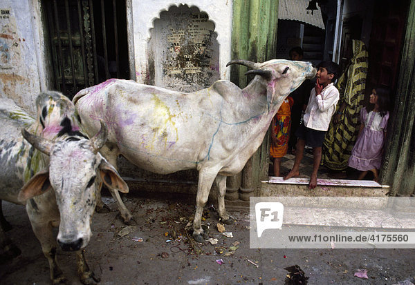 Heilige Kühe  Varanasi  Uttar Pradesh  Indien  Asien