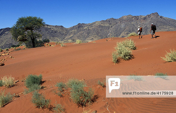 Tok Tokkie Trail  Trekker auf Sanddünen  Namib Rand Nature Reserve  Namibia  Afrika