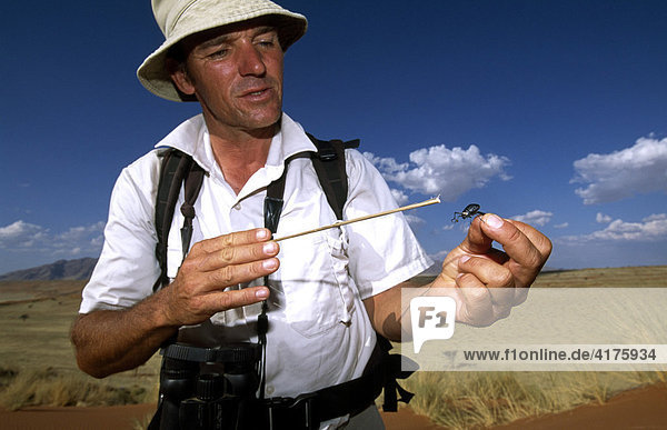 Tok Tokkie Trail  Mann mit einem Tok Tokkie Käfer  Namib Rand Nature Reserve  Namibia  Afrika