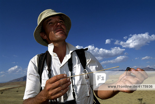 Tok Tokkie Trail  Mann mit einem Tok Tokkie Käfer  Namib Rand Nature Reserve  Namibia  Afrika