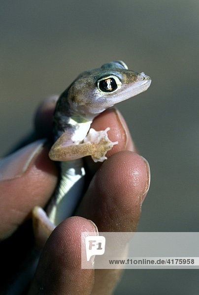 Bellender Gecko (Gekkonidae)  Namibia  Afrika