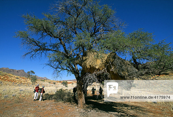 Kameldornbaum (Acacia erioloba)  Webervögel-Nest (Ploceidae)  Tok Tokkie Trail  Namib Rand Nature Reserve  Namibia  Afrika