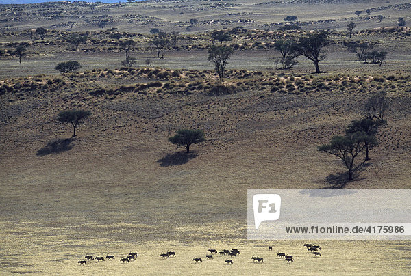 Oryx Herde  Tok Tokkie Trail  Namib Rand Nature Reserve  Namibwüste  Namibia  Afrika
