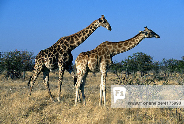 Giraffen (Giraffa camelopardalis)  Etosha National Park  Namibia  Afrika