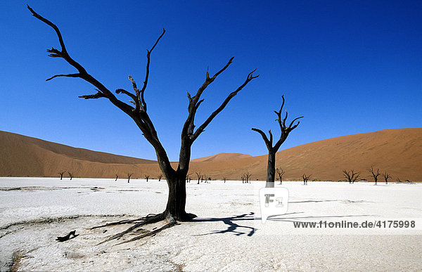 Toter Baum  Dead Vlei  Namib-Naukluft-Nationalpark  Namibwüste  Namibia  Afrika