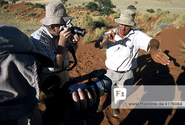 Tok Tokkie Trail  Mann hält Weiße tanzende Spinne auf Hand und wird von Touristen fotografiert  Namib Rand Nature Reserve  Namibia  Afrika