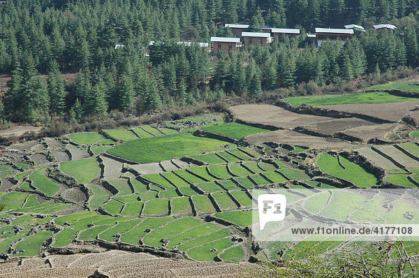 Bhutan  Königreich  Himalaya Terassenfelder