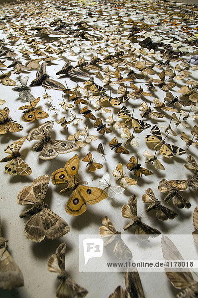 Artenvielfalt: Schmetterlingssammlung im Naturkundemuseum Berlin  hier Schaukasten mit europäischen Schmetterlingen.