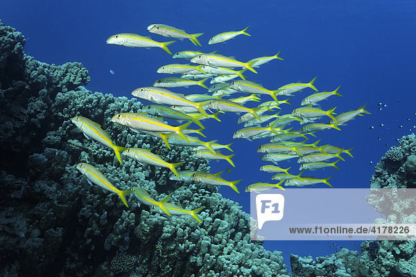 Ein Schwarm Großschulbarben (Mulloidichthys vanicolensis) über einem Korallenriff  Sharm el Sheik  Rotes Meer  Ägypten  Afrika Fischschwarm